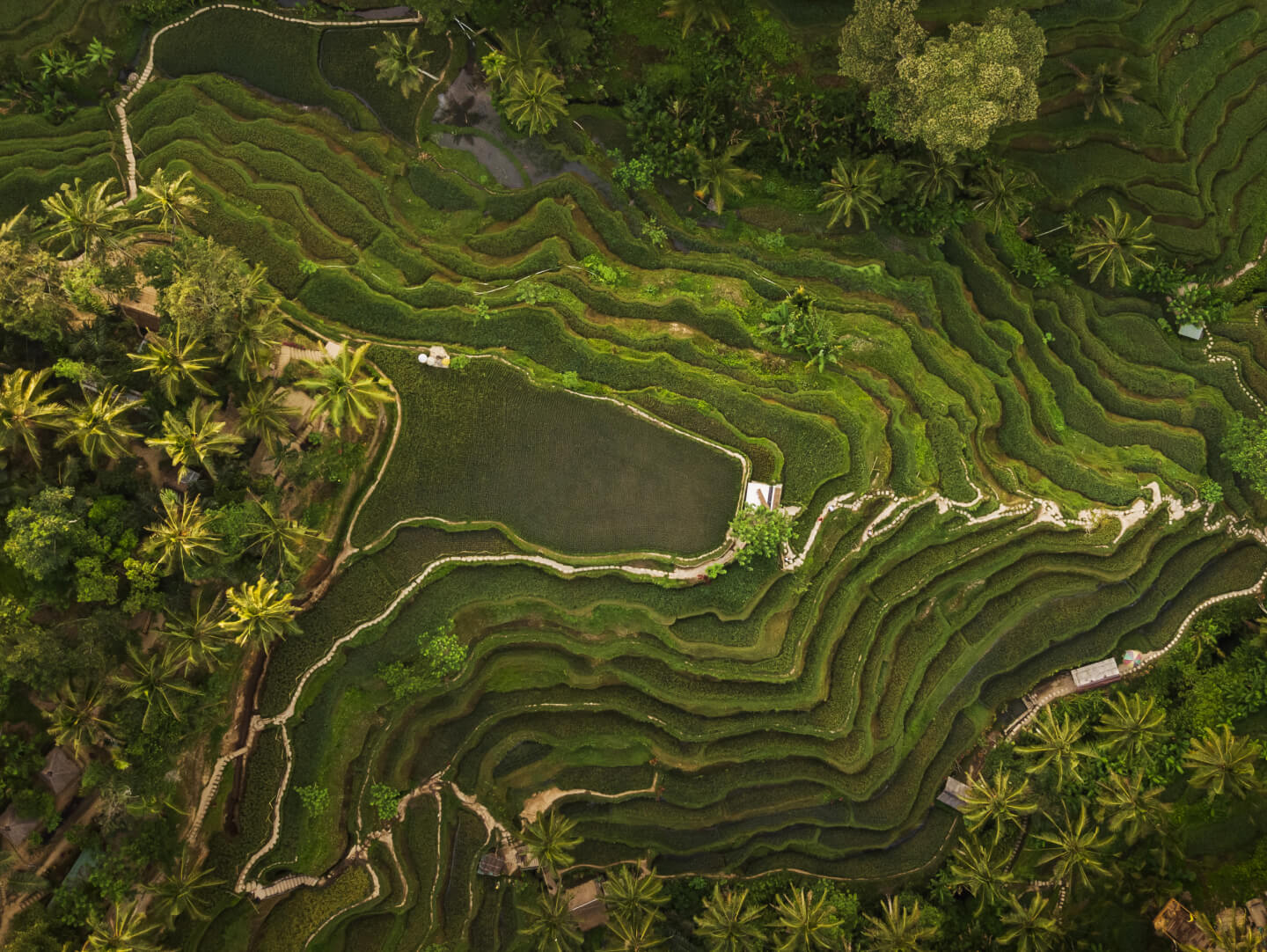 tegallalang-rice-terraces-in-bali-2022-02-01-22-37-55-utc-1.jpg