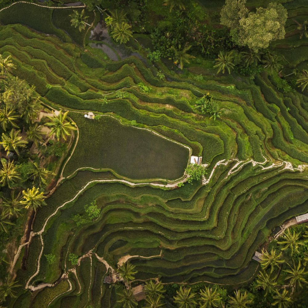 tegallalang-rice-terraces-in-bali-2022-02-01-22-37-55-utc-1.jpg